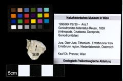 Foto (Objekt + Etiketten) von Goniodromites bidentatus (Reuss, 1859) 
